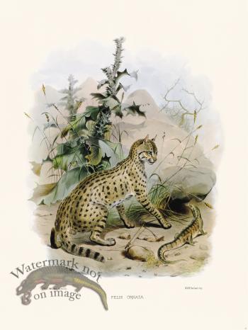 Elliot Cat 32 Cat Furnished